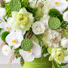 Lime & Ivory